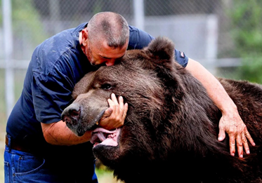 中国棕熊vs俄罗斯棕熊国外评论