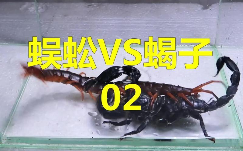 中国毒蜈蚣vs英国毒蝎子的相关图片