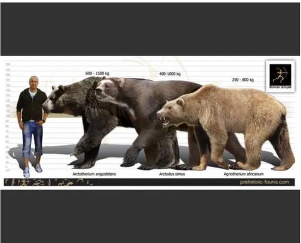 中国灰熊vs中国熊谁赢了的相关图片