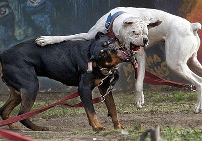 中国犬vs美国恶犬比赛的相关图片